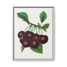 Black Tartarian cherry lithograph. Digitally enhanced from our own original 1900 edition plates of Botanical Specimen published by Rochester Lithographing - NOMADEN ART GALLERY