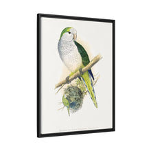 Quaker or Grey-breasted Parrakeet (Myiopsitta monachus) colored wood-engraved plate by Alexander Francis Lydon