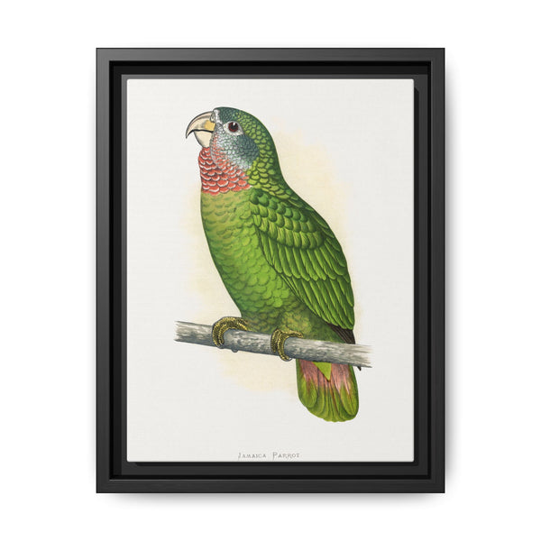 Jamaica Parrot (Amazona collaria) colored wood-engraved plate by Alexander Francis Lydon - NOMADEN ART GALLERY