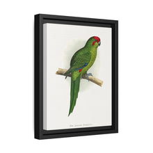 New Zealand Parrakeet (Cyanoramphus novaezelandiae) colored wood-engraved plate by Alexander Francis Lydon - NOMADEN ART GALLERY