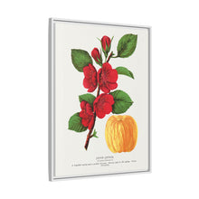 Japan Quince tree lithograph. Digitally enhanced from our own original 1900 edition plates of Botanical Specimen published by Rochester Lithographing