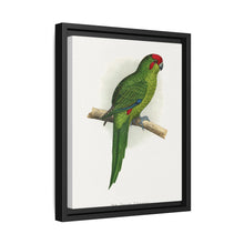 New Zealand Parrakeet (Cyanoramphus novaezelandiae) colored wood-engraved plate by Alexander Francis Lydon - NOMADEN ART GALLERY