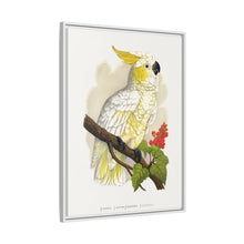 Kleiner Zitronenhaubenkakadu (Cacatua sulphurea) farbige Holzstichplatte von Alexander Francis Lydon