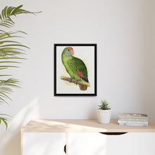 Dufresne's Amazon (Amazona dufresniana) colored wood-engraved plate by Alexander Francis Lydon