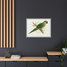Golden-Crowned Conure (Aratinga auricapillus) colored wood-engraved plate by Alexander Francis Lydon