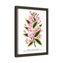 Pink flowers, Weigela lithograph (1900)