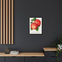 Duchess of Oldenburg apples lithograph from Botanical Specimen published by Rochester Lithographing