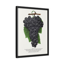 Early Ohio grape lithograph. Digitally enhanced from our own original 1900 edition plates of Botanical Specimen published by Rochester Lithographing