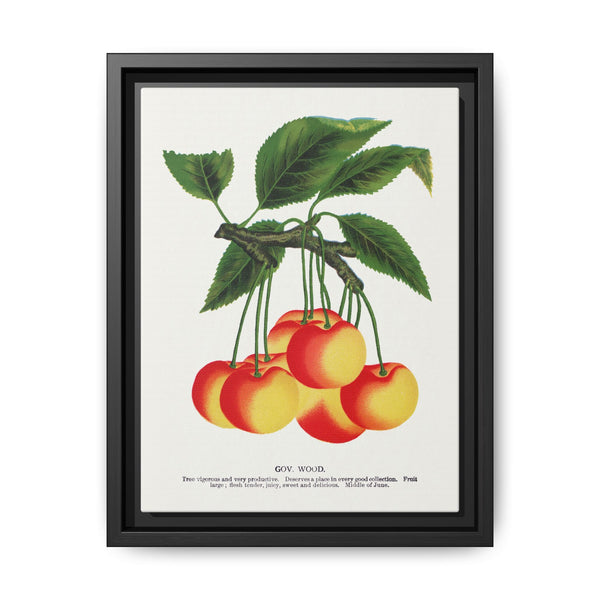 Gov Wood cherry lithograph. Digitally enhanced from our own original 1900 edition plates of Botanical Specimen published by Rochester Lithographing - NOMADEN ART GALLERY