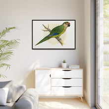 Golden-Crowned Conure (Aratinga auricapillus) colored wood-engraved plate by Alexander Francis Lydon