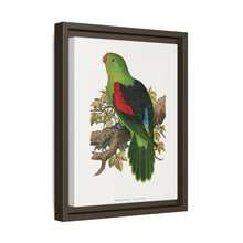Red-winged parakeet (Aprosmictus erythropterus) colored wood-engraved plate by Alexander Francis Lydon
