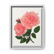 Pink Rose, La France Lithograph (1900) - NOMADEN ART GALLERY