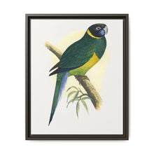 Bauer's Parrakeet (Barnardius zonarius) colored wood-engraved plate by Alexander Francis Lydon. - NOMADEN ART GALLERY