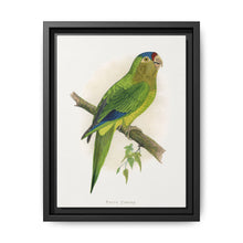 Petz's Conure (Aratinga canicularis) colored wood-engraved plate by Alexander Francis Lydon - NOMADEN ART GALLERY