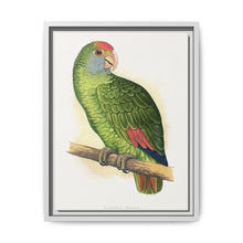 Dufresne's Amazon (Amazona dufresniana) colored wood-engraved plate by Alexander Francis Lydon - NOMADEN ART GALLERY
