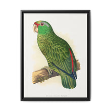 Many-Coloured Parrakeet (Psephotellus varius) colored wood-engraved plate by Alexander Francis Lydon - NOMADEN ART GALLERY