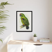 Placa grabada en madera de color loro de Jardine (Poicephalus gulielmi gulielmi) de Alexander Francis Lydon. 