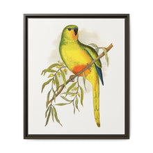 Orange-Bellied Parrakeet (Neophema chrysogaster) colored wood-engraved plate by Alexander Francis Lydon. - NOMADEN ART GALLERY