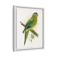 Petz's Conure (Aratinga canicularis) colored wood-engraved plate by Alexander Francis Lydon
