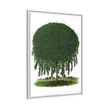 Kilmarnock Weeping Willow tree lithograph. Digitally enhanced from our own original 1900 edition plates of Botanical Specimen published by Rochester Lithographing