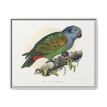 Red-Vented Parrot (Amazona martinicana) colored wood-engraved plate by Alexander Francis Lydon - NOMADEN ART GALLERY