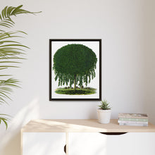 Kilmarnock Weeping Willow tree lithograph. Digitally enhanced from our own original 1900 edition plates of Botanical Specimen published by Rochester Lithographing