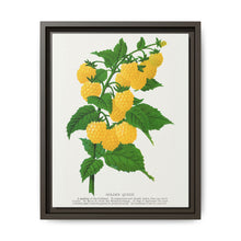 Golden queen raspberry lithograph. Digitally enhanced from our own original 1900 edition plates of Botanical Specimen published by Rochester Lithographing - NOMADEN ART GALLERY