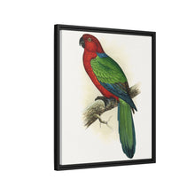 Red Shining Parrakeet (Prosopeia tabuensis) colored wood-engraved plate by Alexander Francis Lydon