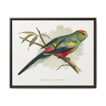 Many-Coloured Parrakeet (Psephotellus varius) colored wood-engraved plate by Alexander Francis Lydon - NOMADEN ART GALLERY