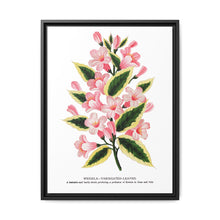 Pink flowers, Weigela lithograph (1900) - NOMADEN ART GALLERY