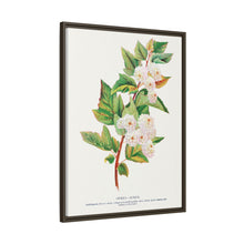 Spirea Aurea flowers lithograph. Digitally enhanced from our own original 1900 edition plates of Botanical Specimen published by Rochester Lithographing