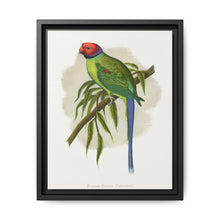 Blossom-Headed Parrakeet (Psittacula roseata) colored wood-engraved plate by Alexander Francis Lydon. - NOMADEN ART GALLERY