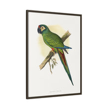 llliger's Macaw (Primolius maracana) colored wood-engraved plate by Alexander Francis Lydon