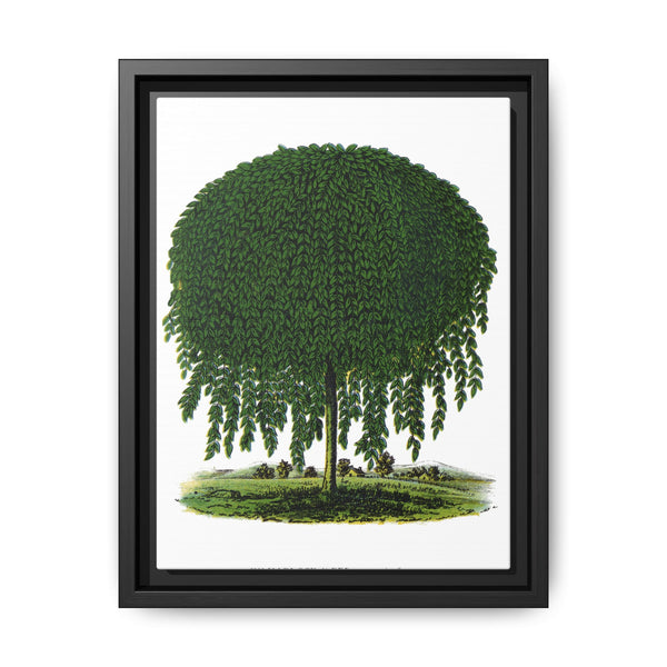 Kilmarnock Weeping Willow tree lithograph. Digitally enhanced from our own original 1900 edition plates of Botanical Specimen published by Rochester Lithographing - NOMADEN ART GALLERY