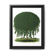 Kilmarnock Weeping Willow tree lithograph. Digitally enhanced from our own original 1900 edition plates of Botanical Specimen published by Rochester Lithographing - NOMADEN ART GALLERY