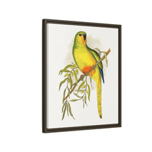 Orange-Bellied Parrakeet (Neophema chrysogaster) colored wood-engraved plate by Alexander Francis Lydon.