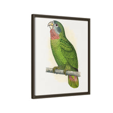 Jamaica Parrot (Amazona collaria) colored wood-engraved plate by Alexander Francis Lydon