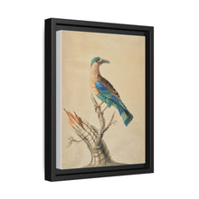 Coracias Benghalensis by Sarah Stone - NOMADEN ART GALLERY