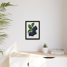 Niagara plum lithograph. Digitally enhanced from our own original 1900 edition plates of Botanical Specimen published by Rochester Lithographing
