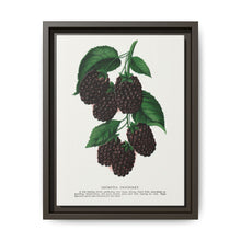 Lucretia Dewberry lithograph. Digitally enhanced from our own original 1900 edition plates of Botanical Specimen published by Rochester Lithographing - NOMADEN ART GALLERY