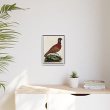 A horned Indian pheasant standing on the grass by J. Pass after J. E. Ihle.