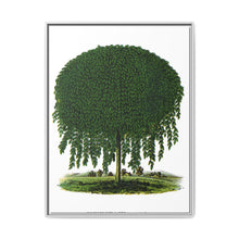Kilmarnock Weeping Willow tree lithograph. Digitally enhanced from our own original 1900 edition plates of Botanical Specimen published by Rochester Lithographing - NOMADEN ART GALLERY