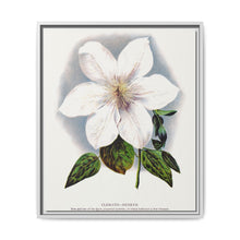 Clematis flower lithograph. Digitally enhanced from our own original 1900 edition plates of Botanical Specimen published by Rochester Lithographing - NOMADEN ART GALLERY