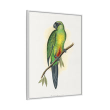 Masked Parrakeet (Prosopeia personata) colored wood-engraved plate by Alexander Francis Lydon