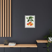 Gov Wood cherry lithograph. Digitally enhanced from our own original 1900 edition plates of Botanical Specimen published by Rochester Lithographing