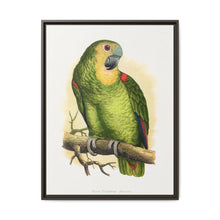 Blue-Fronted Amazon (Amazona aestiva) colored wood-engraved plate by Alexander Francis Lydon - NOMADEN ART GALLERY