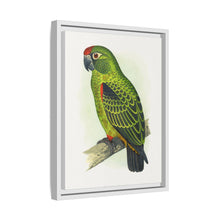 Placa grabada en madera de color loro de Jardine (Poicephalus gulielmi gulielmi) de Alexander Francis Lydon. 