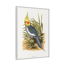 Cockatiel (Nymphicus hollandicus) colored wood-engraved plate by Alexander Francis Lydon
