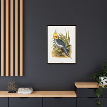 Cockatiel (Nymphicus hollandicus) colored wood-engraved plate by Alexander Francis Lydon