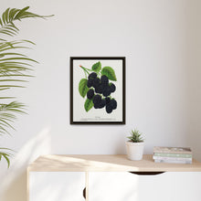 Snyder Blackberry lithograph from Botanical Specimen published by Rochester Lithographing